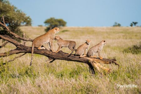 Day 2 Immersive Exploration in Serengeti National Park (Medium)