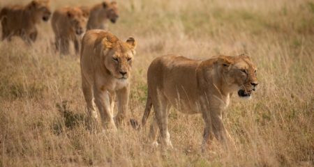Day 3 Manyara National Park to Serengeti – the Heart of the Wilderness (Small)