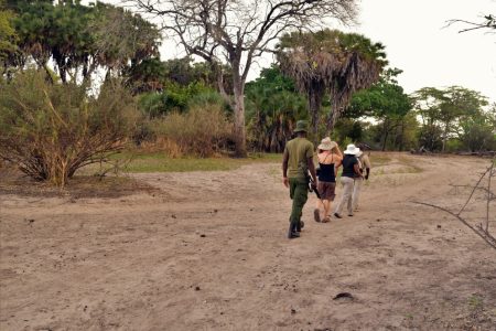 Day 3 Selous (Nyerere National Park) Walking Safari and Return to Dar es Salaam (Medium)