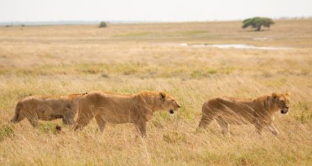 Day 4 Discovering Central Serengeti (Small)
