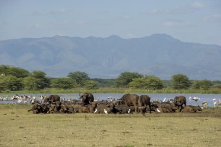 Day 4 From Tarangire_s Wilderness to the Wonders of Manyara National Park (Small)
