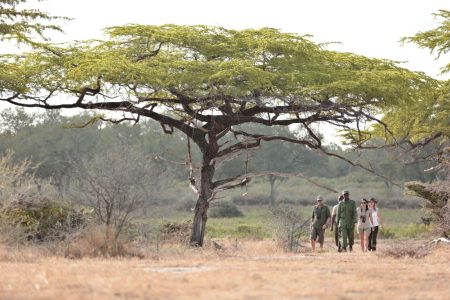 Day 4 Selous (Nyerere National Park) Walking Safari and Return to Dar es Salaam (Medium)