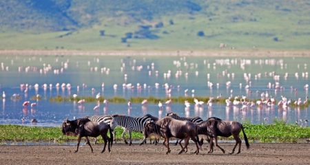 Day 5 Serengeti_s Endless Plains to the Majestic Ngorongoro Crater (Small)