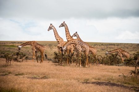 Day 7 Journey from Serengeti to Ngorongoro Conservation Area (Small)