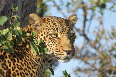 Days 5-6 Immersion in Serengeti National Park's Wilderness (Medium)
