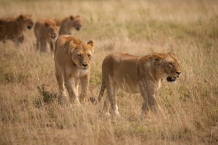 Day 3 Full-Day Safari in the Serengeti (Custom)