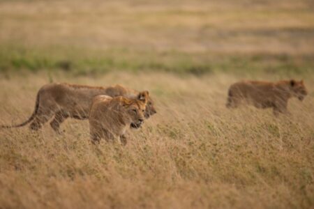 Day 4 Full-Day Safari in the Serengeti (Custom)