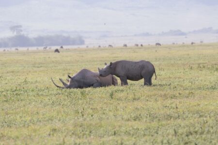 Day 5 Serengeti's Endless Plains to the Majestic Ngorongoro Crater (Custom)