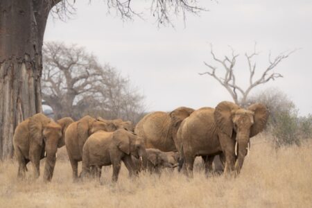 Elephants - Tarangire (Small)