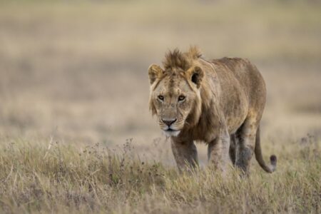 Lion - Ngorongoro, (Small)