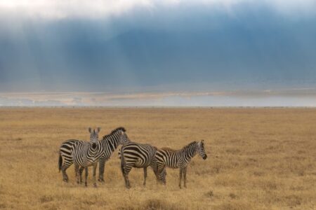 Zebra herd - Ngorongoro (Small)