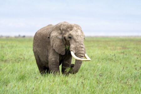 ngorongoro-crater-tanzania_53955058789_o (Small)