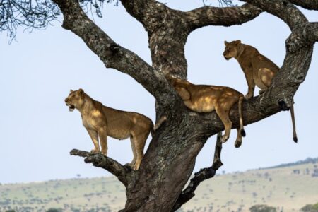 serengeti-national-park_53810875265_o (Small)